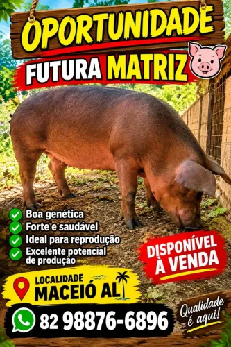 Suíno 
