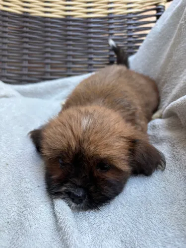 Filhotes de shih tzu com lhasa apson