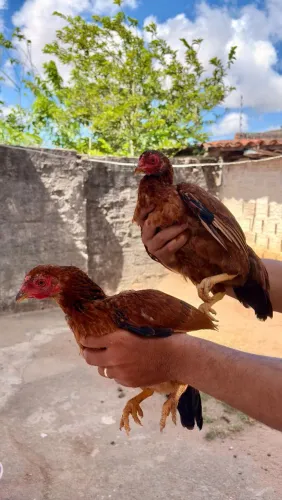 Vendo 2 jovens frangas