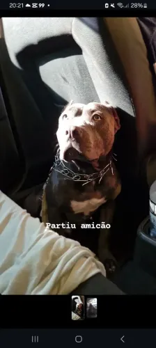 Cadela
