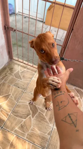 Adoção responsável 