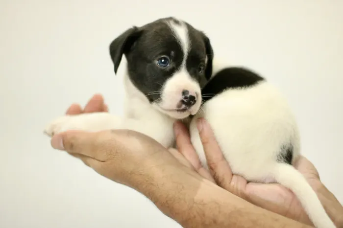 Doação cachorros