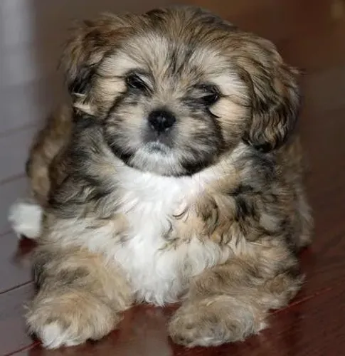 Lhasa Apso Que Encanta Sem Precisar De Esforço