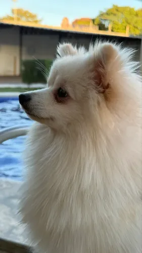 Procuro uma cachorro Lulu da Pomerânia (Spitz Alemão) para cruzamento