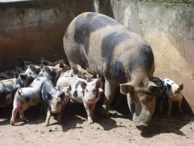 Doação Porco Piau