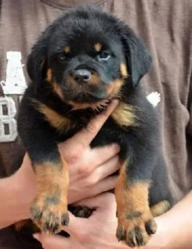 Rottweiler Lembranças que valem por tudo