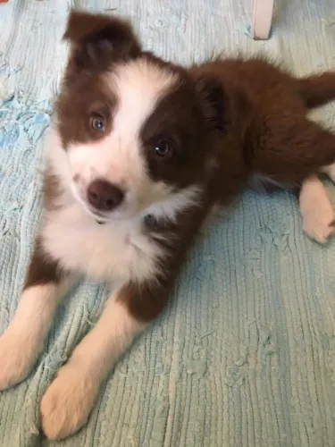 Border collie Muito amor e fofura esperando por você