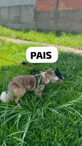 Filhotes de border collie puros/ VENDA