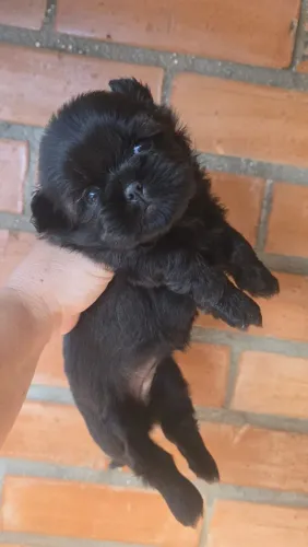Shitzu Fêmeas Lindas Raridade! Aceito cartão