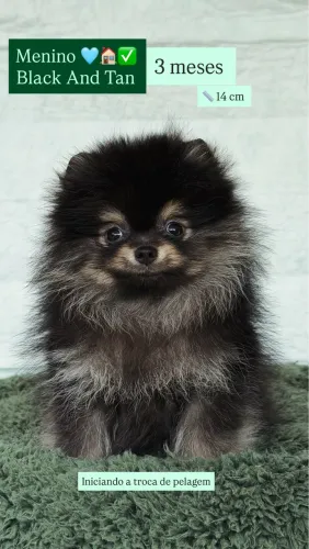 Macho de Spitz alemão C/ Pedigree