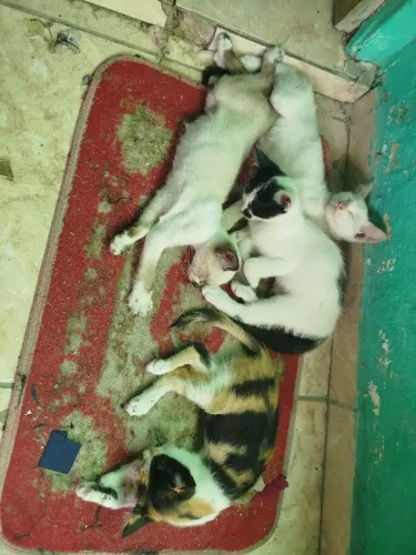 Gatos.