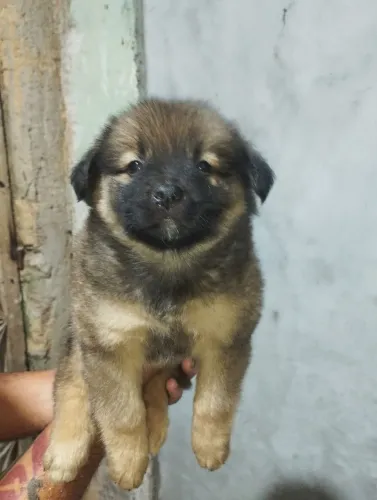 Doação de Shitzu com Lhasa 