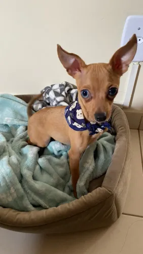Pinscher 1