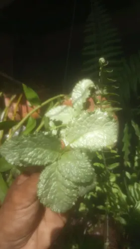 Episcia silver golden