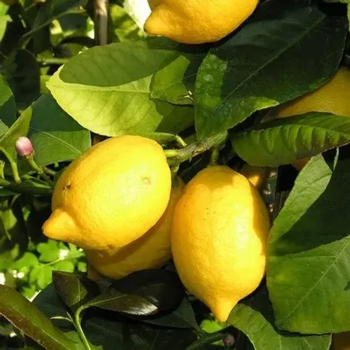 Limoeiro limão siciliano e limao doce enxertados - vendo mudas