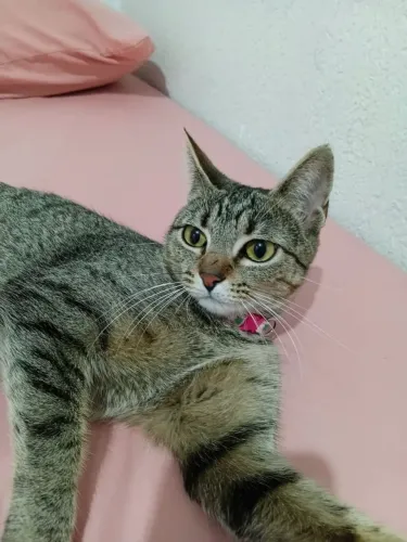 Doa-se gata fêmea