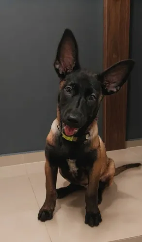 Filhote de Pastor Belga Malinois (3 meses)