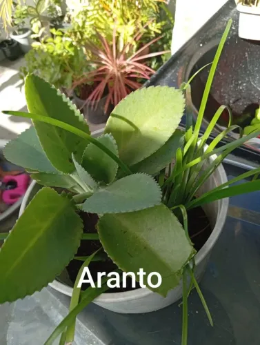 Plantas naturais Aranto