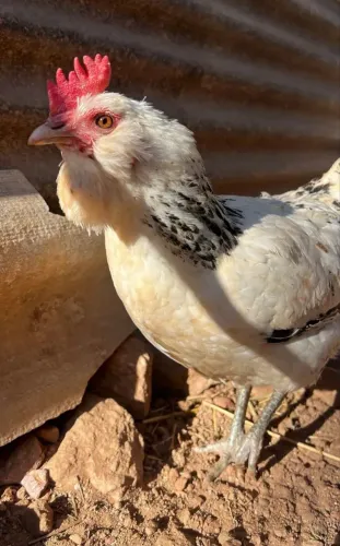 Pintinhos de poedeira azul