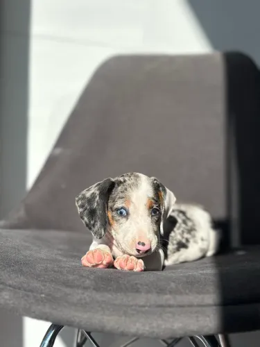 Cachorro filhote de Dachshund Arlequim em Brasília 