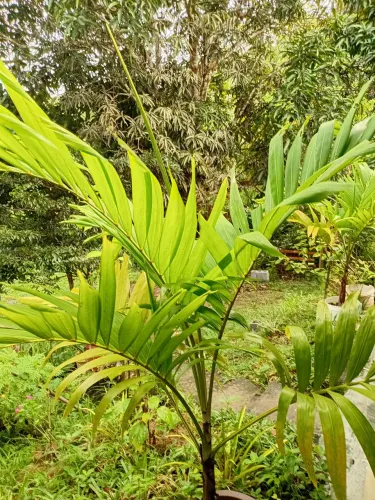 Plantas