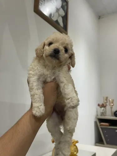 Cachorro poodle