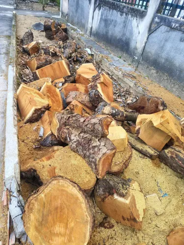 Troncos de madeira de Jaqueira