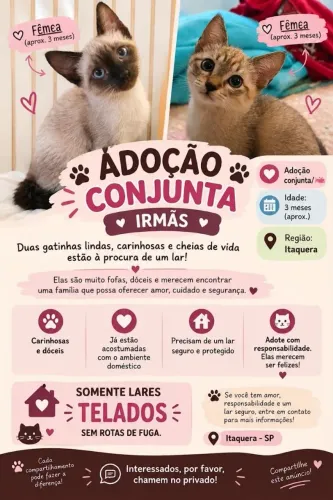 DOA-SE GATAS FILHOTES
