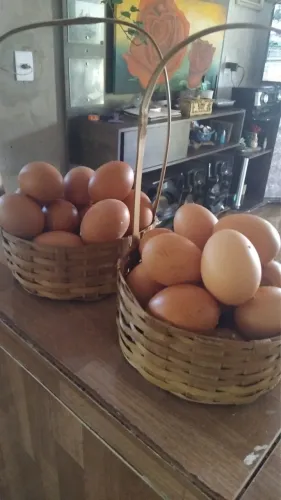 Galinhas poedeiras de alta produção 