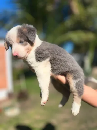 Filhotes de border collie