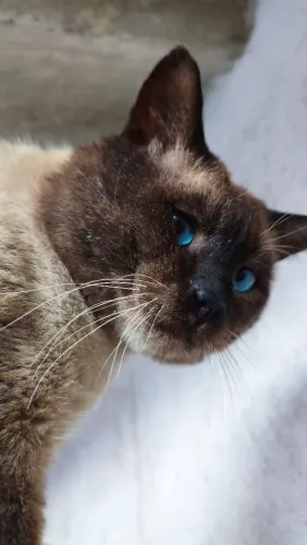 Adoção responsável - Gato Siamês Dócil