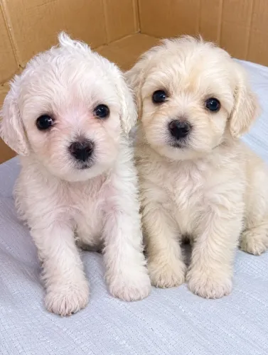 Poodle toy 