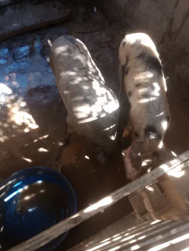 Suíno a venda