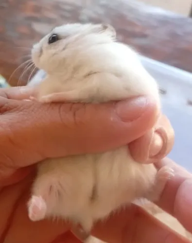 Hamster fêmea filhote 50 reais