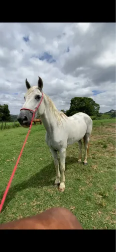 Cavalo mangalarga marchador 