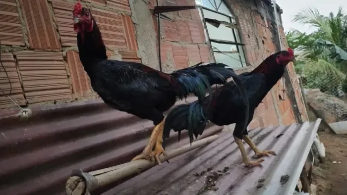 Frango índio puro