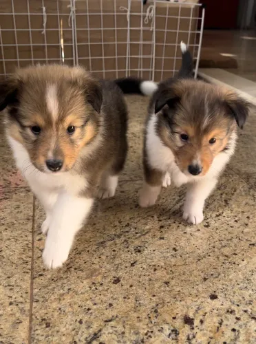Filhote de Collie Miniatura Tricolor - Macho -  Vacinado e Saudável