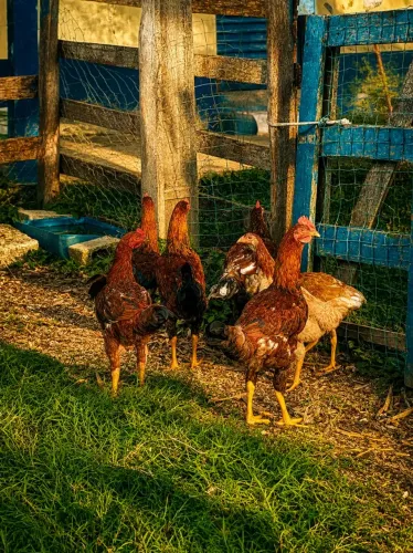 Frango caipira