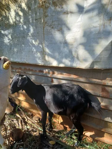 Cabras