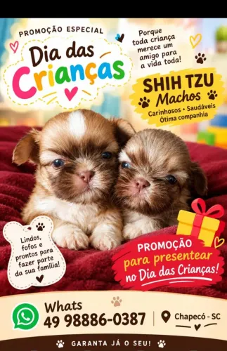 Shih tzu