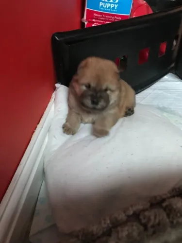 Chow Chow,Chow Chow Filhote Top Padrão da Raça