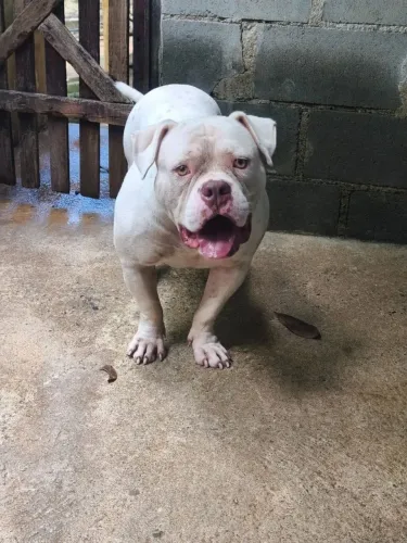 American bully 