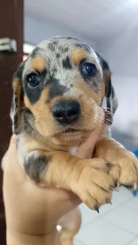 Vende-se fêmeas de Dachshund (salsicha)