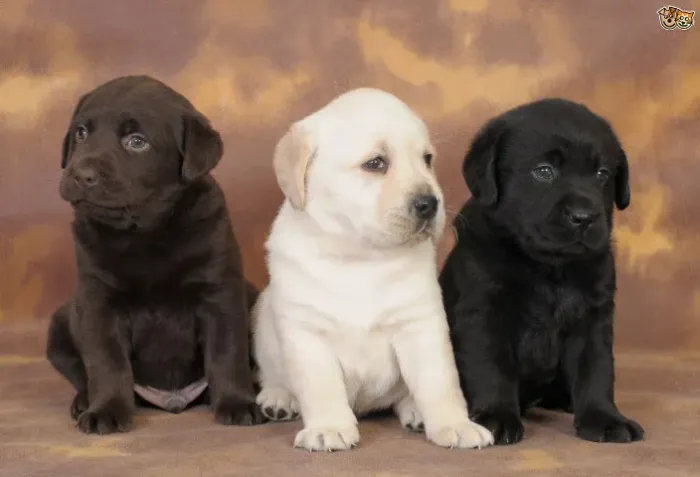 Labrador Filhotinhos