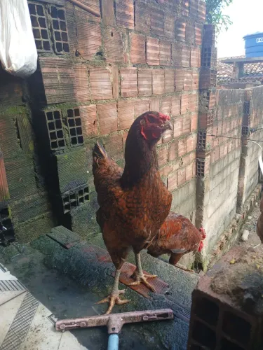 Galinha é galo de capoeira