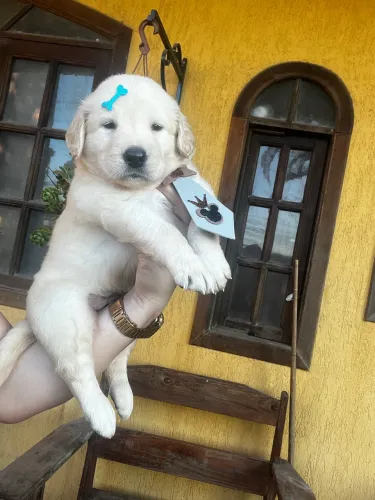 Golden retriever seu pet