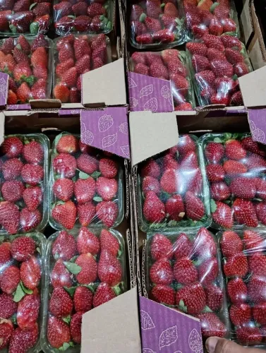 Morango