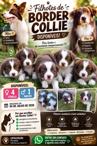 Filhotes Border Collie Red & White | 4 Fêmeas e 1 Macho | Nascidos em 04/07/2026