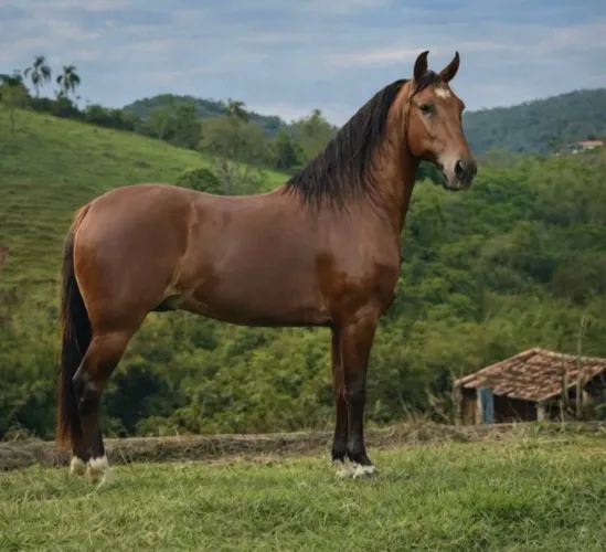 CAVALO MANGALARGA MARCHADOR