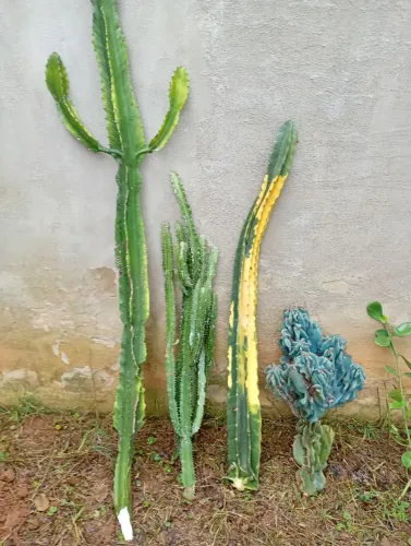 Doaçao de cactos